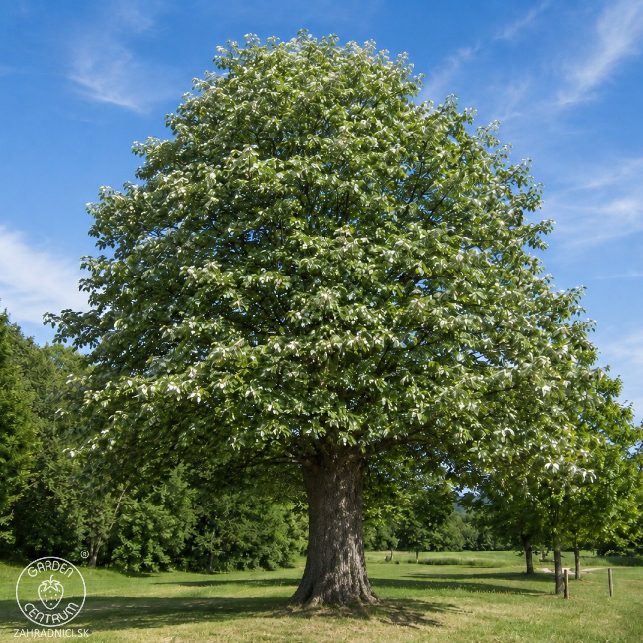 Obrázok Lipa striebristá (Tilia tomentosa) - výška 130-150 cm, kont. C5L